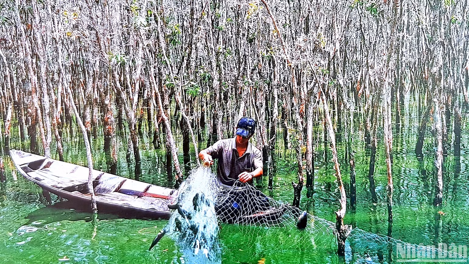 Cư dân miệt rừng U Minh hạ khai thác nguồn lợi cá đồng theo hình thức tự nhiên, không dùng ngư cụ khai thác mang tính tận diệt.
