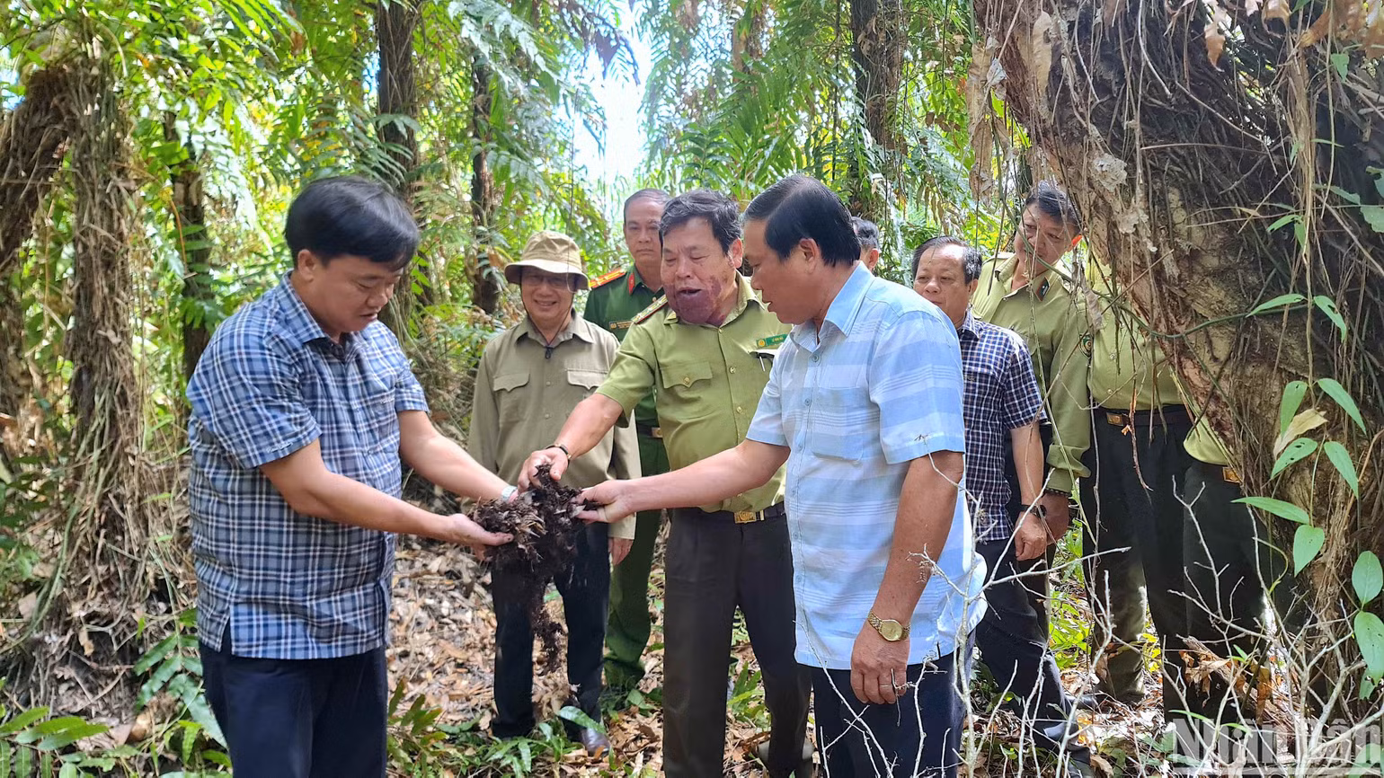 Chủ tịch Ủy ban nhân dân tỉnh Cà Mau Huỳnh Quốc Việt kiểm tra thực bì và độ ẩm dưới chân lâm phần rừng tràm U Minh hạ. Chủ tịch Ủy ban nhân dân tỉnh Cà Mau Huỳnh Quốc Việt kiểm tra thực bì và độ ẩm dưới chân lâm phần rừng tràm U Minh hạ.