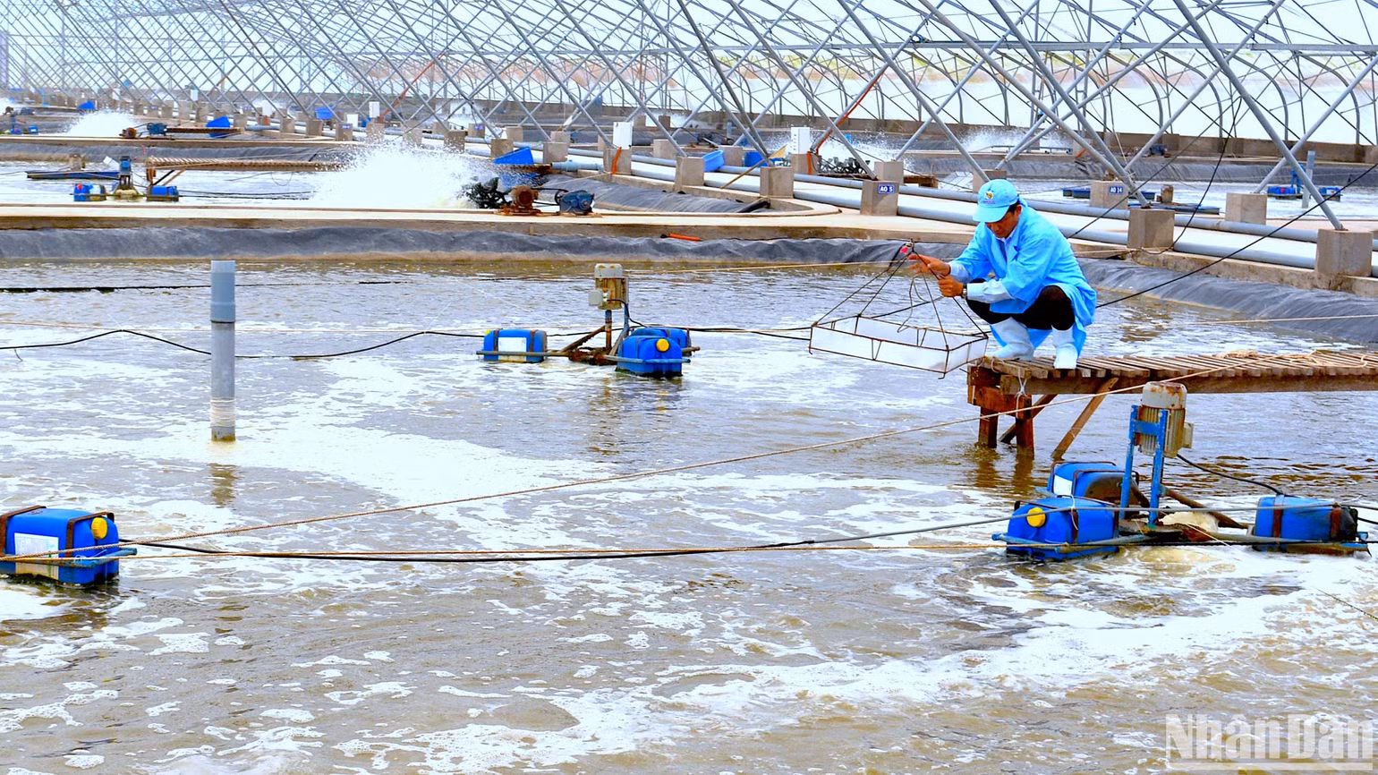 Cần có mô hình, giải pháp nuôi hiệu quả giúp người nuôi tôm giảm chi phí, tăng lợi nhuận trên cùng đơn vị diện tích canh tác.