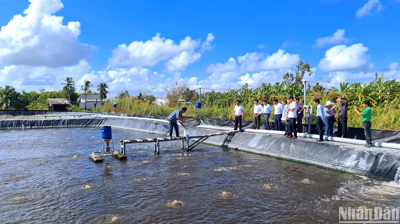 Hộ ông Huỳnh Thái Nguyên (ấp Rau Dừa B) tham gia Dự án nuôi tôm an toàn sinh học và nuôi đến vụ thứ 5 đều thành công.