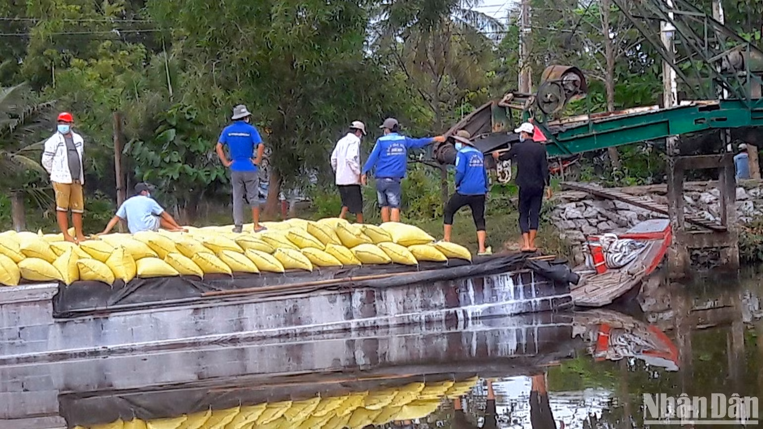 Thương lái thu mua lúa của nông dân vùng ngọt Cà Mau trong vụ hè thu năm 2023 bằng đường thủy.