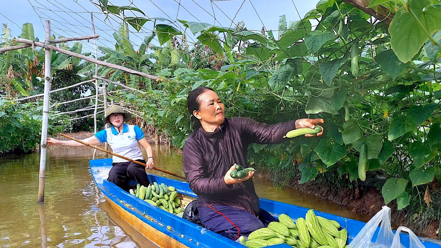 Vùng thuần nông huyện Trần Văn Thời đa dạng hóa cây trồng, vật nuôi để tăng gia sản xuất. Vùng thuần nông huyện Trần Văn Thời đa dạng hóa cây trồng, vật nuôi để tăng gia sản xuất.