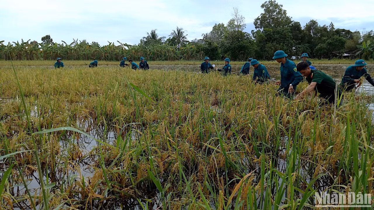 Cà Mau huy động lực lượng tại chỗ tham gia giúp người dân huyện U Minh cứu lúa bị ngập úng do mưa lớn, triều cường. Cà Mau huy động lực lượng tại chỗ tham gia giúp người dân huyện U Minh cứu lúa bị ngập úng do mưa lớn, triều cường.