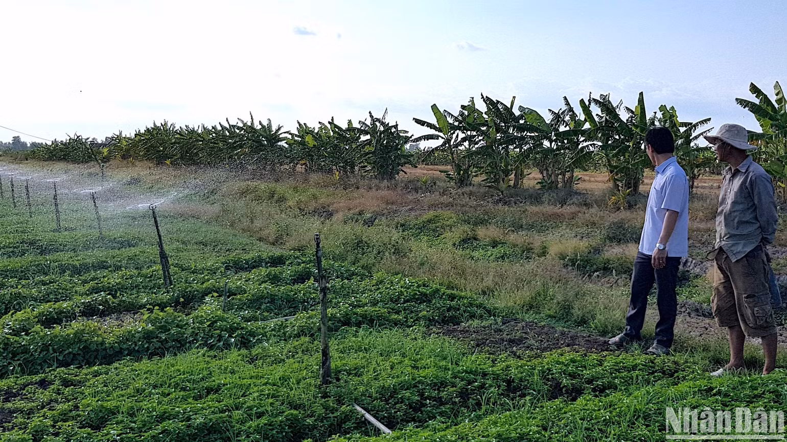 Nông dân xã Trần Hợi (huyện Trần Văn Thời, tỉnh Cà Mau) tận dụng đất trống trồng rau màu, tăng gia sản xuất. Nông dân xã Trần Hợi (huyện Trần Văn Thời, tỉnh Cà Mau) tận dụng đất trống trồng rau màu, tăng gia sản xuất.