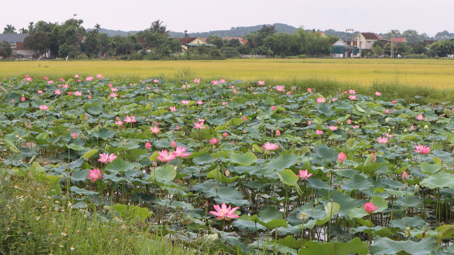 Các đầm sen nở hoa khoe sắc, thơm ngát, nối dài từ quê nội Làng Sen sang Hoàng Trù quê ngoại của Bác. Các đầm sen nở hoa khoe sắc, thơm ngát, nối dài từ quê nội Làng Sen sang Hoàng Trù quê ngoại của Bác.