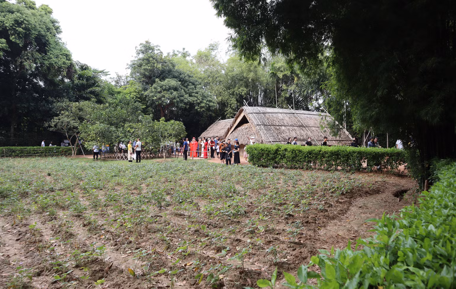 Mái nhà tranh mộc mạc, đơn sơ dưới màu xanh của vườn cây và những bóng tre. Mái nhà tranh mộc mạc, đơn sơ dưới màu xanh của vườn cây và những bóng tre.