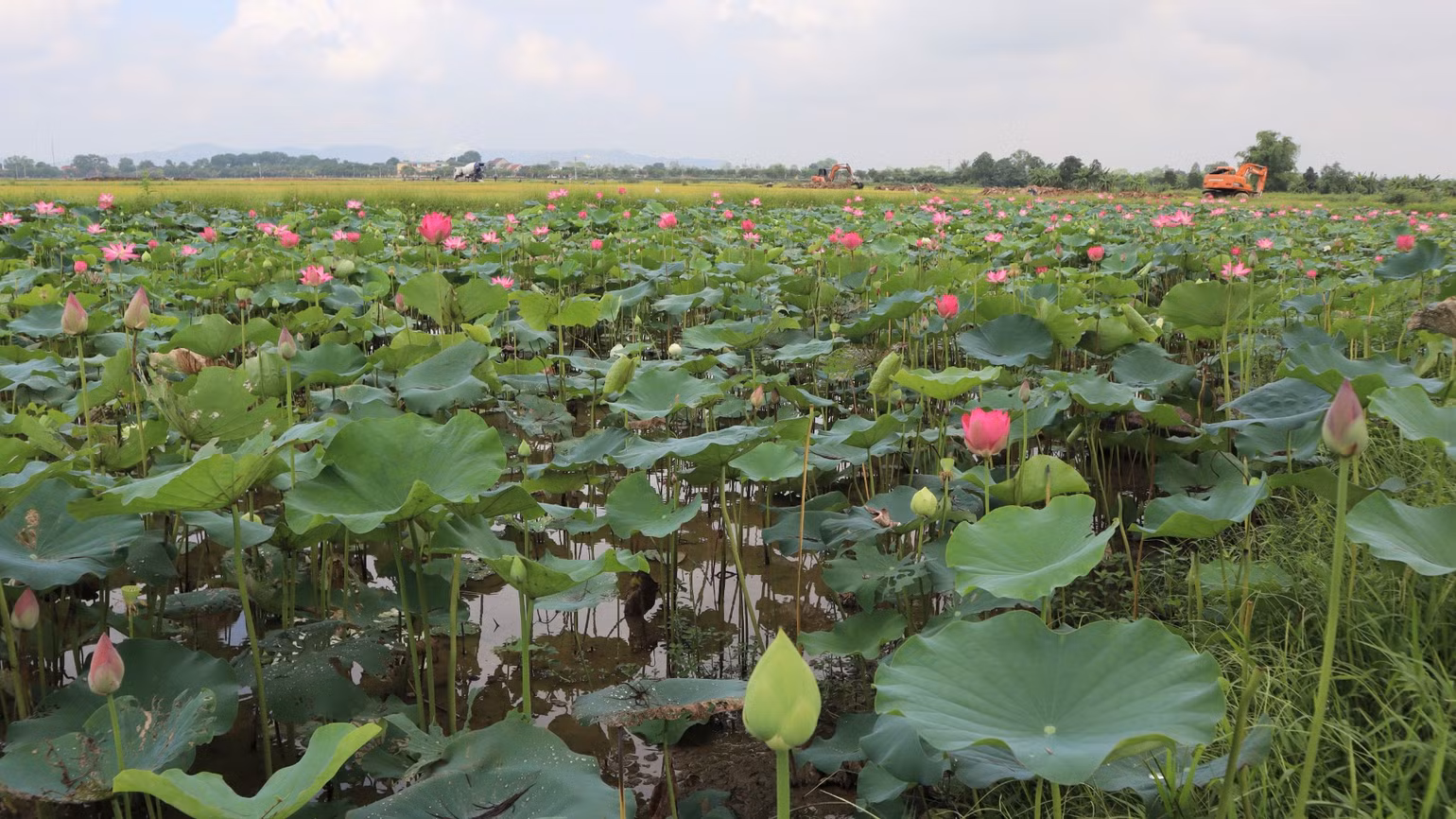 Những năm gần đây, diện tích trồng sen ở xã Kim Liên được mở rộng đáng kể. Những năm gần đây, diện tích trồng sen ở xã Kim Liên được mở rộng đáng kể.