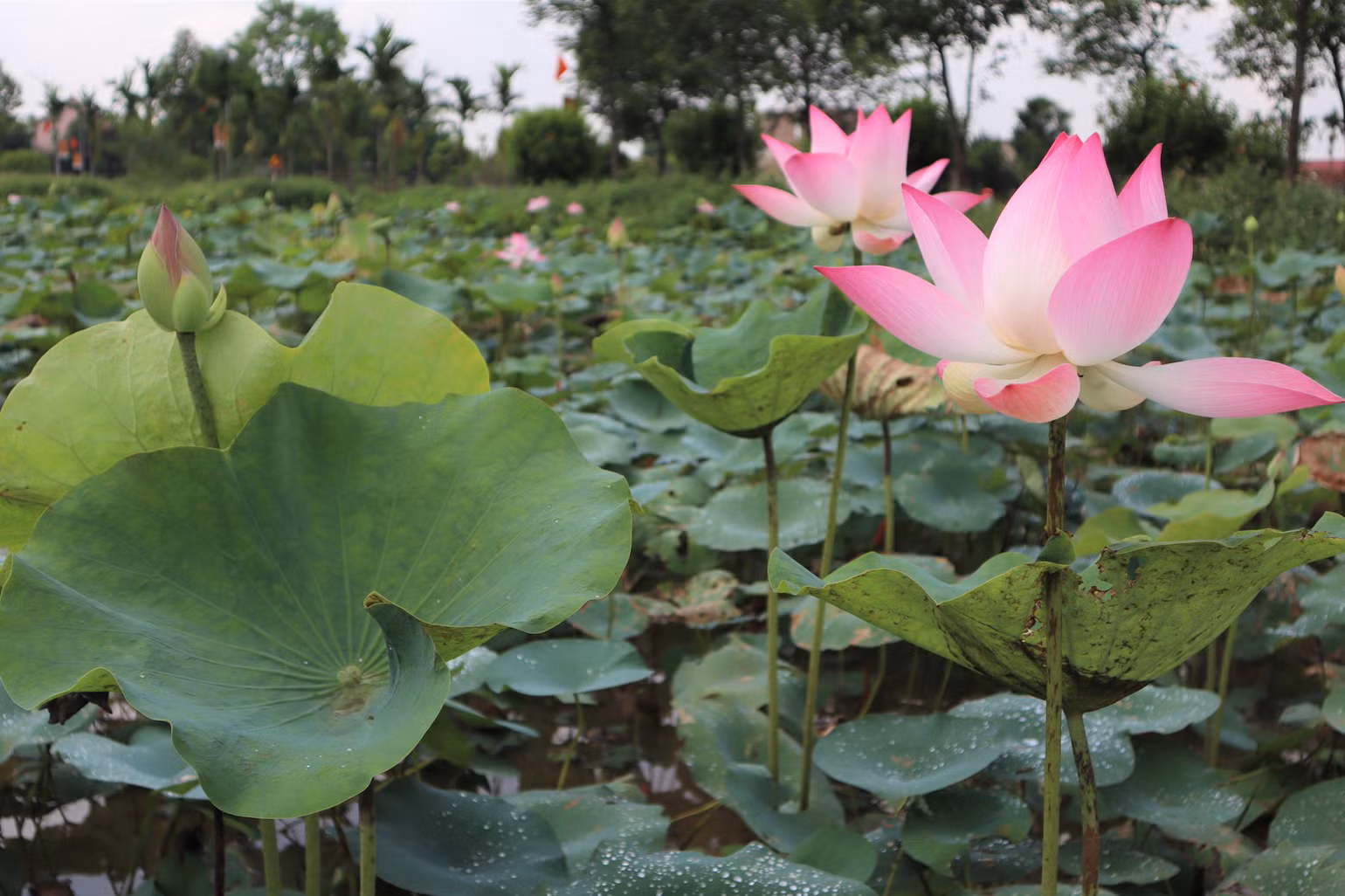 Đầm sen rộng mênh mông. Những đóa sen hồng khẽ đu đưa, nổi bật giữa màu xanh của muôn lá.