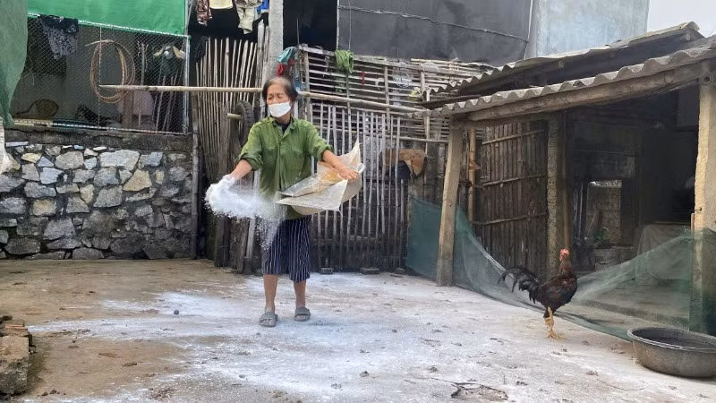 Người chăn nuôi ở xã Kỳ Tân, huyện Tân Kỳ rải vôi bột ngăn chặn dịch tả lợn châu Phi lây lan.