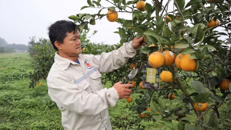 Anh Lê Văn Thắng dành nhiều tâm huyết với việc lưu truyền giống cam Xã Đoài nổi tiếng. Anh Lê Văn Thắng dành nhiều tâm huyết với việc lưu truyền giống cam Xã Đoài nổi tiếng.
