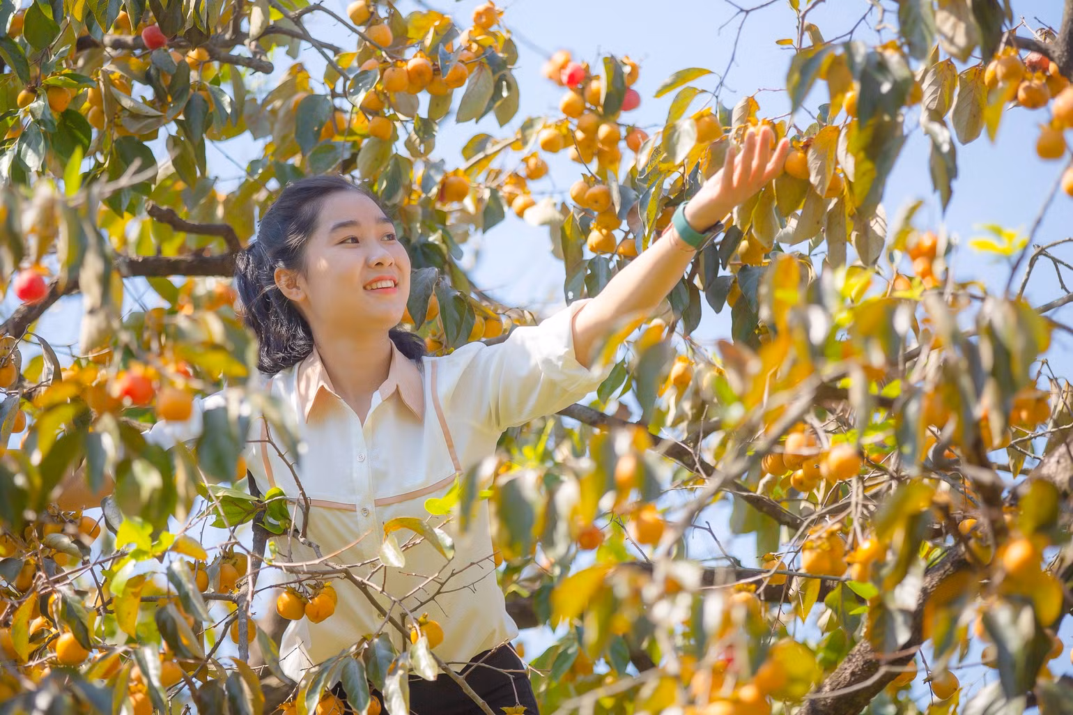 Vào mùa hồng chín, mỗi ngày có hàng trăm lượt du khách về tham quan, chụp ảnh. (Ảnh: QUỐC ĐÀN)