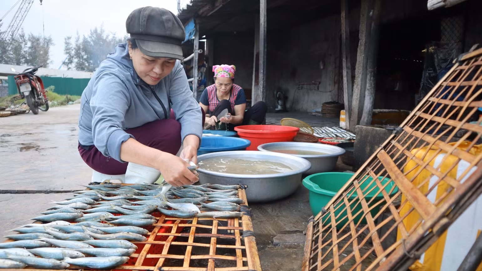 Những con cá trích, cá nục, cá bạc má… được rửa sạch, sau đó xếp ngay ngắn để ráo nước. Những con cá trích, cá nục, cá bạc má… được rửa sạch, sau đó xếp ngay ngắn để ráo nước.