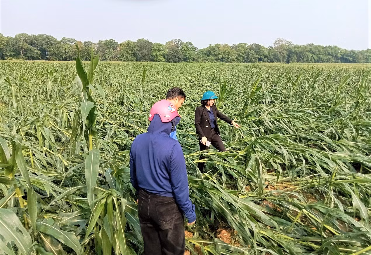Hàng trăm ha ngô sắp đến ngày thu hoạch bị đổ rạp, hư hỏng hoàn toàn. (Ảnh: CTV) Hàng trăm ha ngô sắp đến ngày thu hoạch bị đổ rạp, hư hỏng hoàn toàn. (Ảnh: CTV)