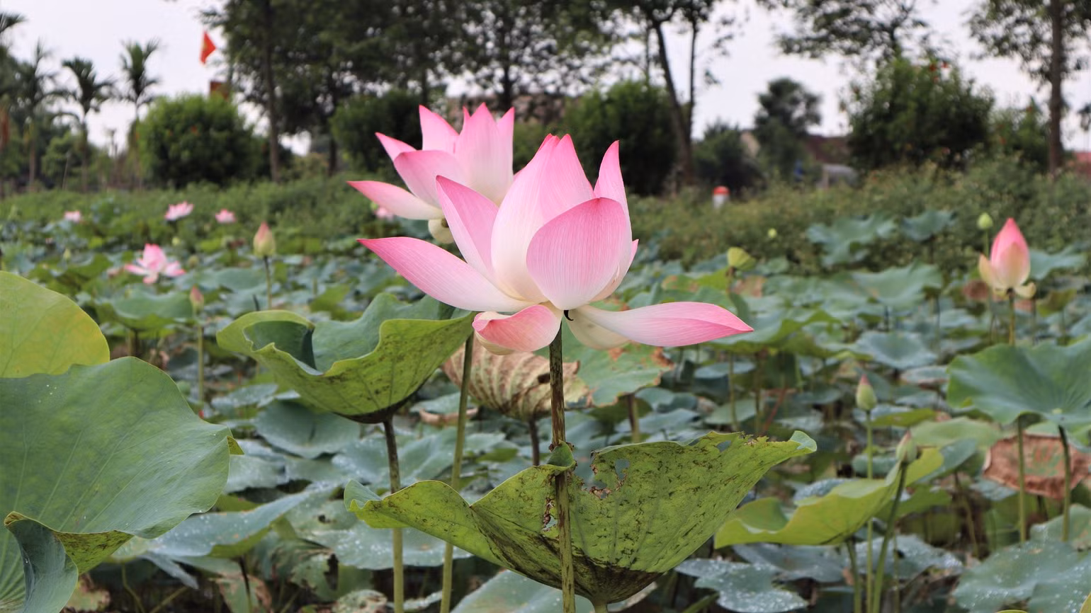 Hoa sen đại diện cho sự thanh tao, thuần khiết cùng với tinh thần kiên cường, vượt lên khó khăn của con người Việt Nam và còn tượng trưng cho nét văn hóa phương Đông và Phật giáo. Hoa sen đại diện cho sự thanh tao, thuần khiết cùng với tinh thần kiên cường, vượt lên khó khăn của con người Việt Nam và còn tượng trưng cho nét văn hóa phương Đông và Phật giáo.