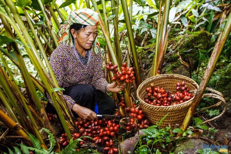 Nông dân thu hoạch thảo quả. Nông dân thu hoạch thảo quả.