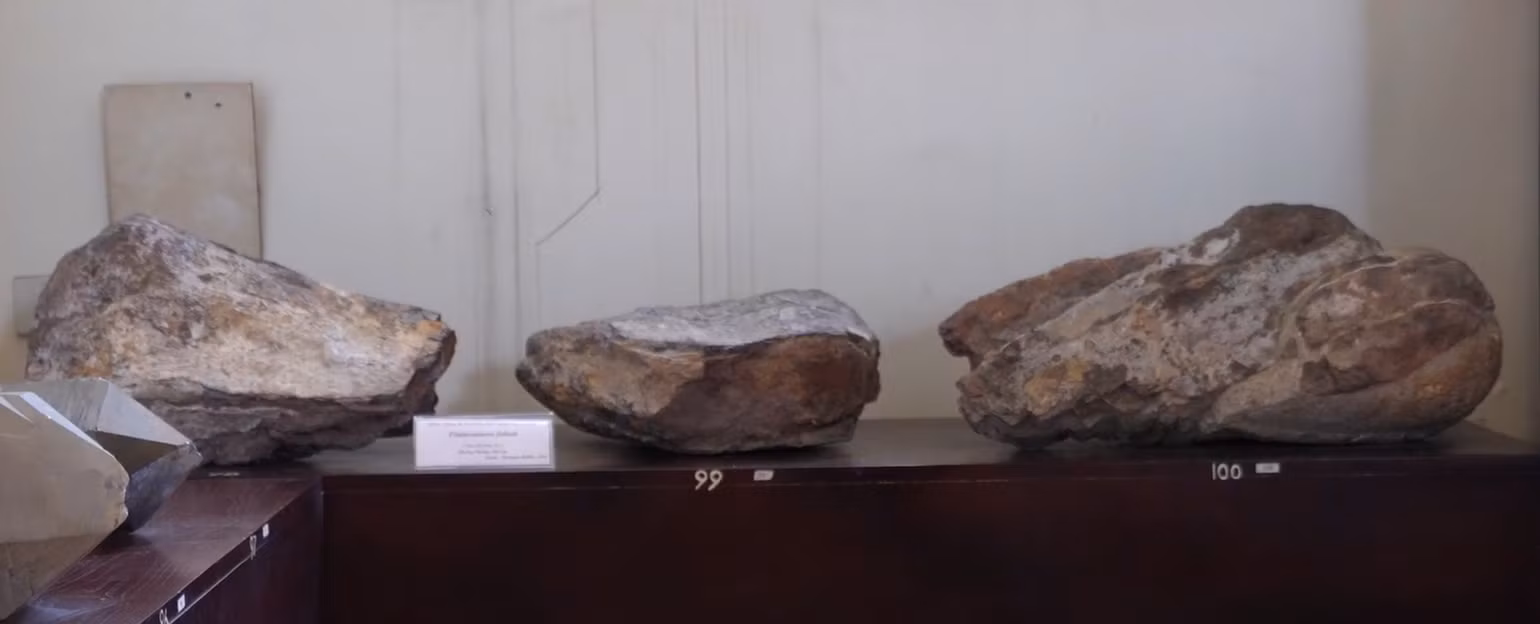 Hóa thạch xương đùi khủng long Titanosaurus được khai quật tại Lào vào năm 1935.