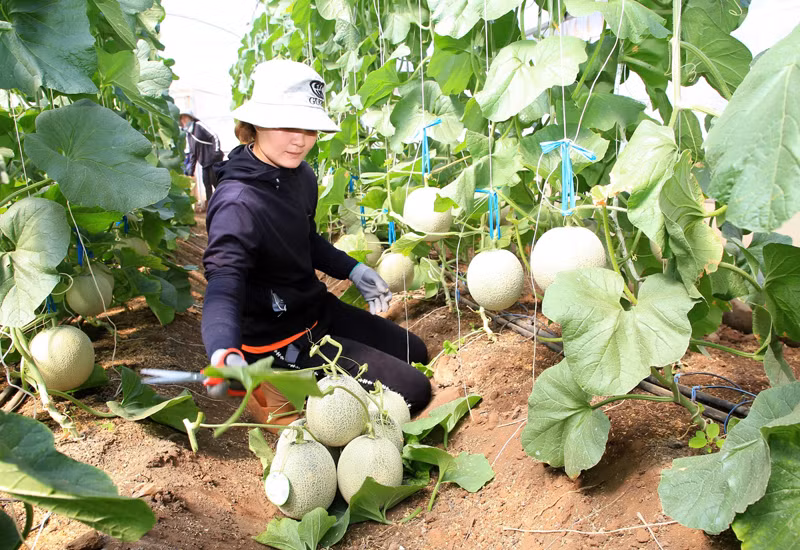 Bằng phương thức sản xuất nông nghiệp tuần hoàn, Trang trại Nắng và Gió ở thôn Phú Thuận, xã Mỹ Sơn, huyện Ninh Sơn (Ninh Thuận) canh tác cây dưa lưới theo tiêu chuẩn GlobalGAP, mỗi năm tiết kiệm chi phí phân bón hơn 1 tỷ đồng, đem lại năng suất và giá trị kinh tế cao. (Ảnh: NGUYỄN TRUNG)