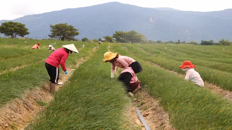 Nông dân tỉnh Ninh Thuận chăm sóc những vườn rau chuẩn bị thu hoạch để bán Tết Giáp Thìn 2024 Nông dân tỉnh Ninh Thuận chăm sóc những vườn rau chuẩn bị thu hoạch để bán Tết Giáp Thìn 2024