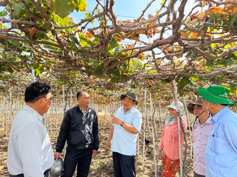 Phó Chủ tịch Ủy ban nhân dân tỉnh Ninh Thuận Trịnh Minh Hoàng khuyến cáo nông dân vừa thu hoạch nho đợt sau Tết Giáp Thìn dừng cắt cành thời điểm hạn, vì không đủ nước tưới sẽ ảnh hưởng đến năng suất, chất lượng quả nho mùa vụ tới. Phó Chủ tịch Ủy ban nhân dân tỉnh Ninh Thuận Trịnh Minh Hoàng khuyến cáo nông dân vừa thu hoạch nho đợt sau Tết Giáp Thìn dừng cắt cành thời điểm hạn, vì không đủ nước tưới sẽ ảnh hưởng đến năng suất, chất lượng quả nho mùa vụ tới.