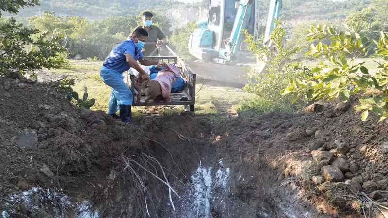 Cơ quan chức năng tổ chức tiêu hủy số lợn tại xã Nhơn Sơn, huyện Ninh Sơn có kết quả xét nghiệm dương tính với vi rút dịch tả lợn châu Phi. (Ảnh: NGUYỄN TRUNG)