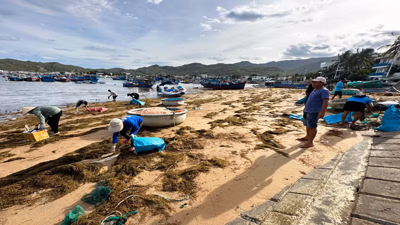Người dân thôn Vĩnh Hy tham gia thu gom rác thải bị sóng biển đánh dạt vào bờ. Người dân thôn Vĩnh Hy tham gia thu gom rác thải bị sóng biển đánh dạt vào bờ.