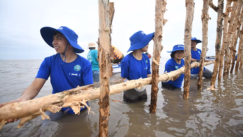 Với 25ha rừng được khoanh nuôi tái sinh, sẽ có gần 2.400m hàng rào được dựng nên từ 6.800 cọc cừ tràm và gần 4.700m lưới; được duy trì, bảo dưỡng hằng năm.