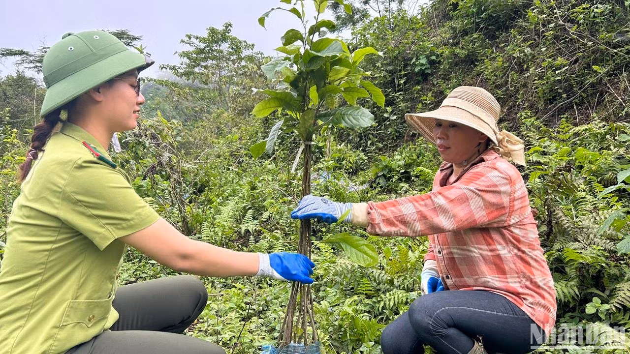 4 năm gắn bó với công việc kiểm lâm, chị Hà Thị Quỳnh luôn cảm thấy hạnh phúc và tự hào mỗi khi được cùng bà con dân bản ươm trồng những mầm xanh cho tương lai. 4 năm gắn bó với công việc kiểm lâm, chị Hà Thị Quỳnh luôn cảm thấy hạnh phúc và tự hào mỗi khi được cùng bà con dân bản ươm trồng những mầm xanh cho tương lai.