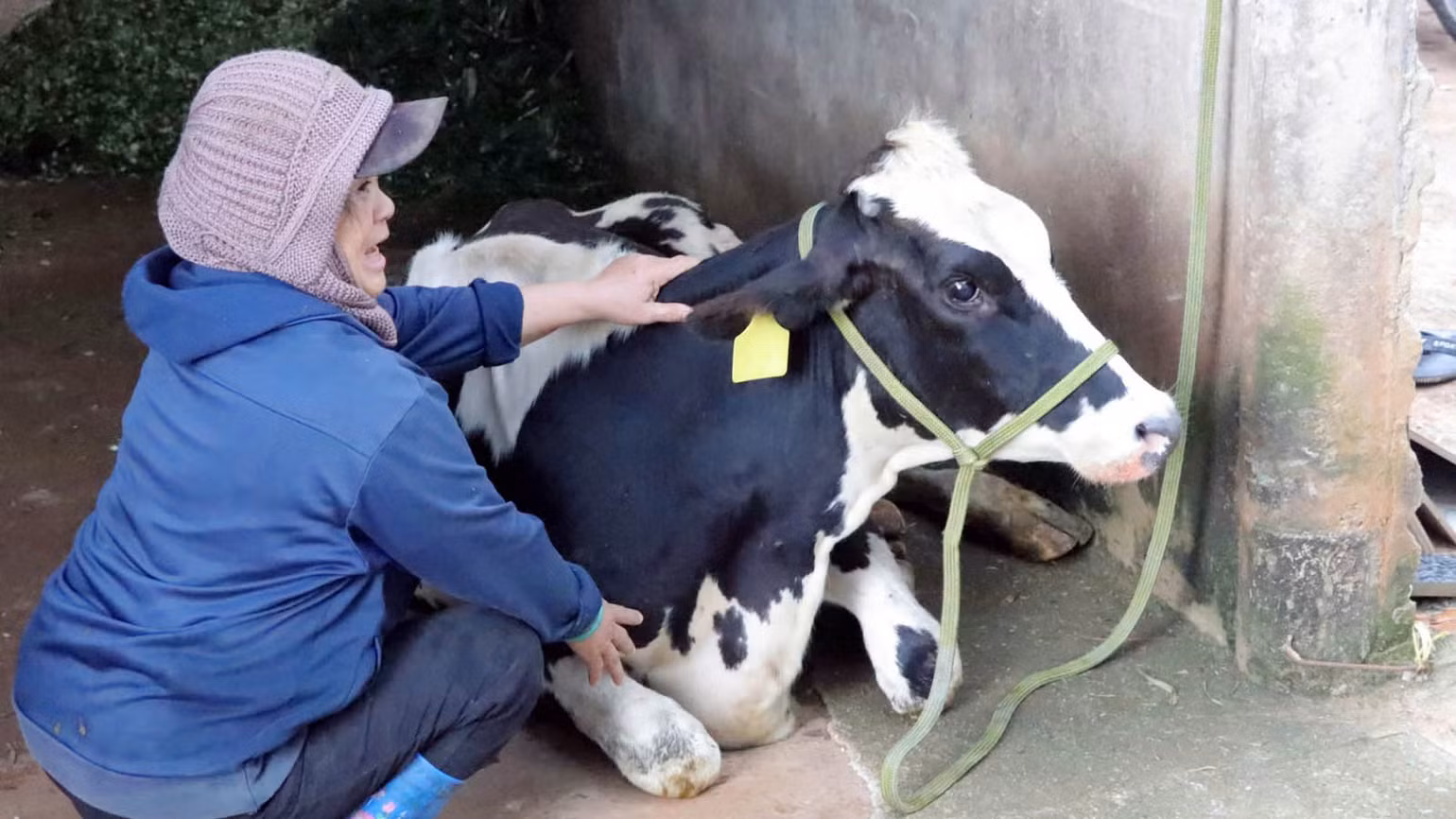 Bà Hồng tỏ ra đau xót khi nhìn ánh mắt con bò sữa trang trại của gia đình đang kiệt sức. Bà Hồng tỏ ra đau xót khi nhìn ánh mắt con bò sữa trang trại của gia đình đang kiệt sức.
