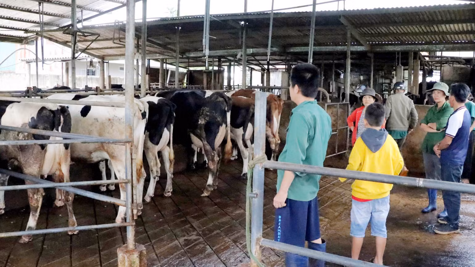 Những con bò sữa tự dưng bị tiêu chảy, bỏ ăn, tụt sữa, suy kiệt... làm xáo động vùng chăn nuôi bò sữa tại huyện Đức Trọng và Đơn Dương, tỉnh Lâm Đồng. Những con bò sữa tự dưng bị tiêu chảy, bỏ ăn, tụt sữa, suy kiệt... làm xáo động vùng chăn nuôi bò sữa tại huyện Đức Trọng và Đơn Dương, tỉnh Lâm Đồng.