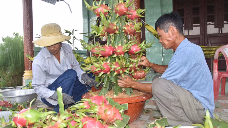Thanh long chậu được các "nghệ nhân" tạo thành tác phẩm. Thanh long chậu được các "nghệ nhân" tạo thành tác phẩm.