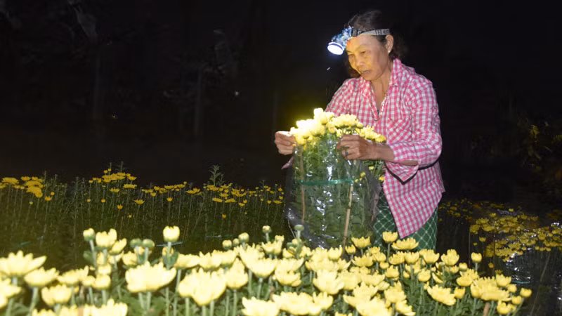 4 giờ sáng, bà Nguyễn Thị Mai, xã Mỹ Phong, thành phố Mỹ Tho (Tiền Giang) đã ra đồng bó hoa giao cho thương lái.