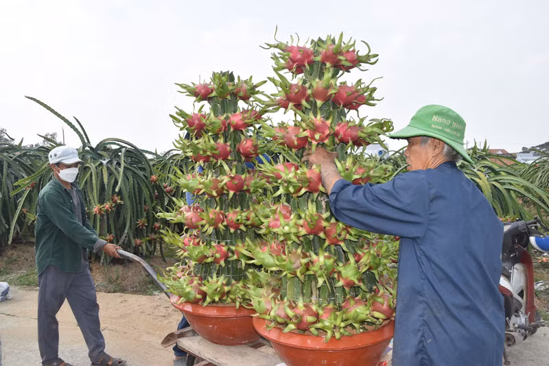 Việc vận chuyển thanh long ra bến được các công nhân thực hiện rất tỉ mỉ. Việc vận chuyển thanh long ra bến được các công nhân thực hiện rất tỉ mỉ.