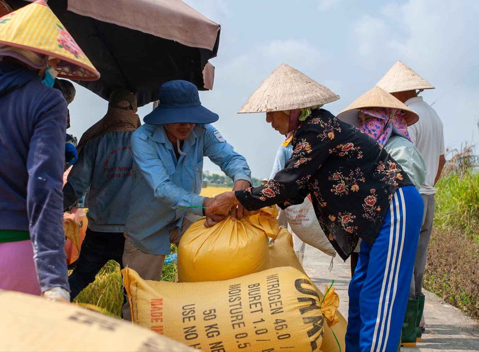 Người dân nhận thóc sau khi gặt.