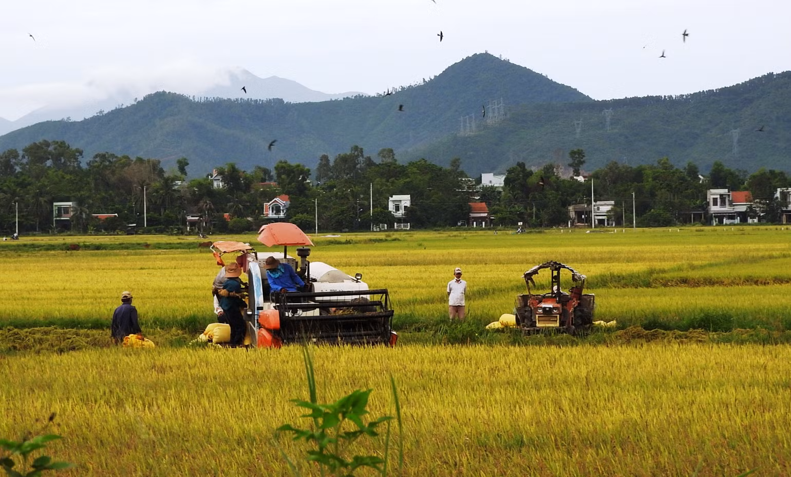 Nguồn vốn tín dụng từ Ngân hàng Chính sách xã hội góp phần hiệu quả trong xây dựng nền nông nghiệp hiện đại.