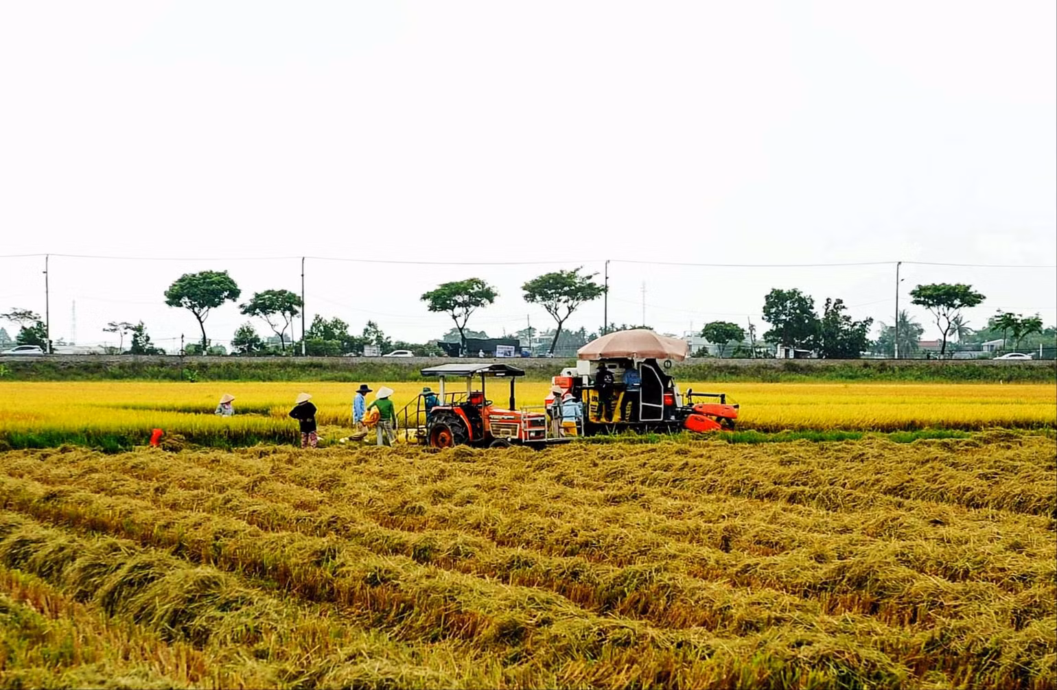 Không khí tất bật mùa gặt trên các cánh đồng lúa Hòa Vang, Đà Nẵng.