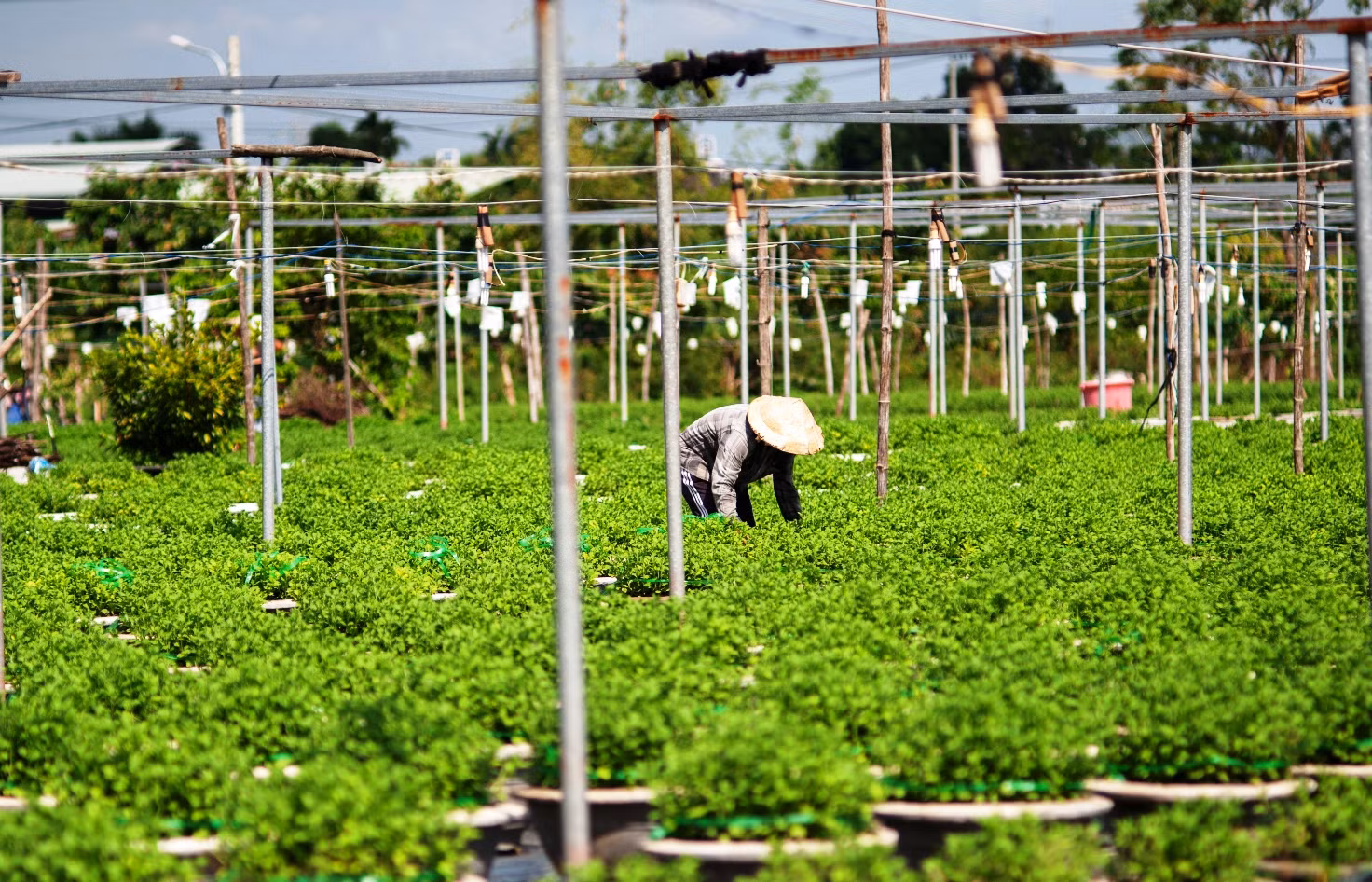 Không quản nắng mưa thất thường, nông dân vùng hoa Dương Sơn chăm chỉ vun vén, giám sát từng chậu hoa, đáp ứng nhu cầu hoa Tết của người dân. Không quản nắng mưa thất thường, nông dân vùng hoa Dương Sơn chăm chỉ vun vén, giám sát từng chậu hoa, đáp ứng nhu cầu hoa Tết của người dân.