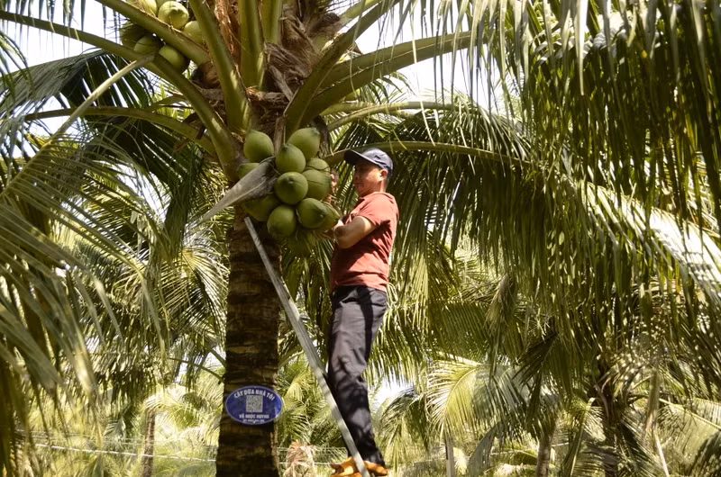 Hiện, các thương lái lùng sục khắp các vườn dừa để thu mua, tuy nhiên, không đủ sản lượng cung cấp cho thị trường. Hiện, các thương lái lùng sục khắp các vườn dừa để thu mua, tuy nhiên, không đủ sản lượng cung cấp cho thị trường.