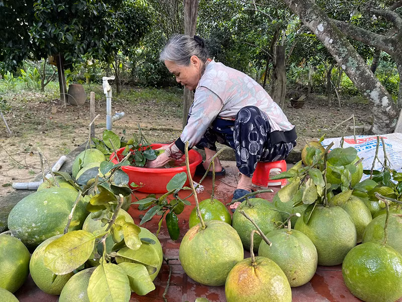 Quảng Ngãi có 30,5ha cây ăn quả với sản lượng 808 tấn/năm được chứng nhận VietGAP. Quảng Ngãi có 30,5ha cây ăn quả với sản lượng 808 tấn/năm được chứng nhận VietGAP.