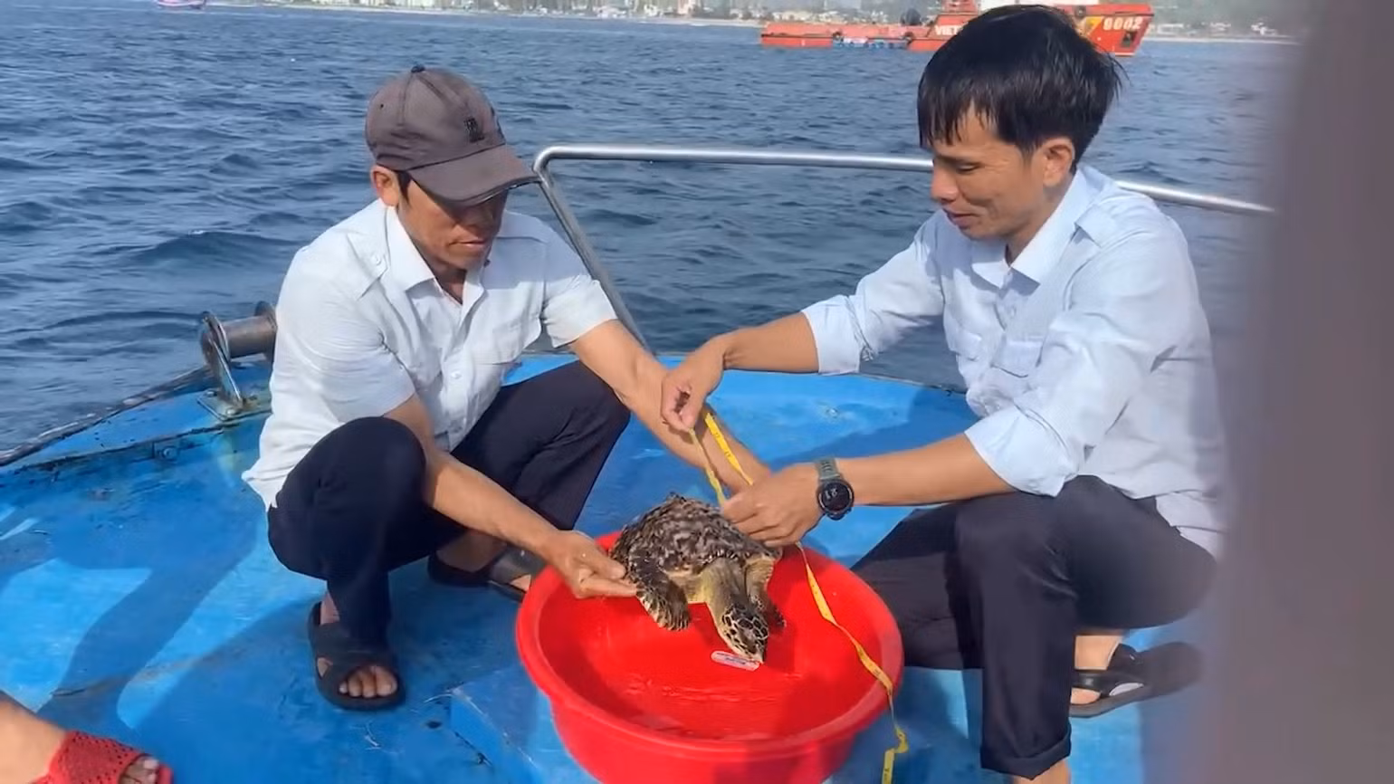 Cơ quan chức năng kiểm tra cá thể rùa biển quý hiếm do chị Võ Thị Nhờ phát hiện, trước khi thả về biển.