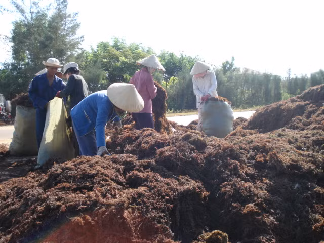 Hoạt động khai thác rong mơ đem lại nguồn thu nhập đáng kể cho người dân ven biển huyện Bình Sơn.