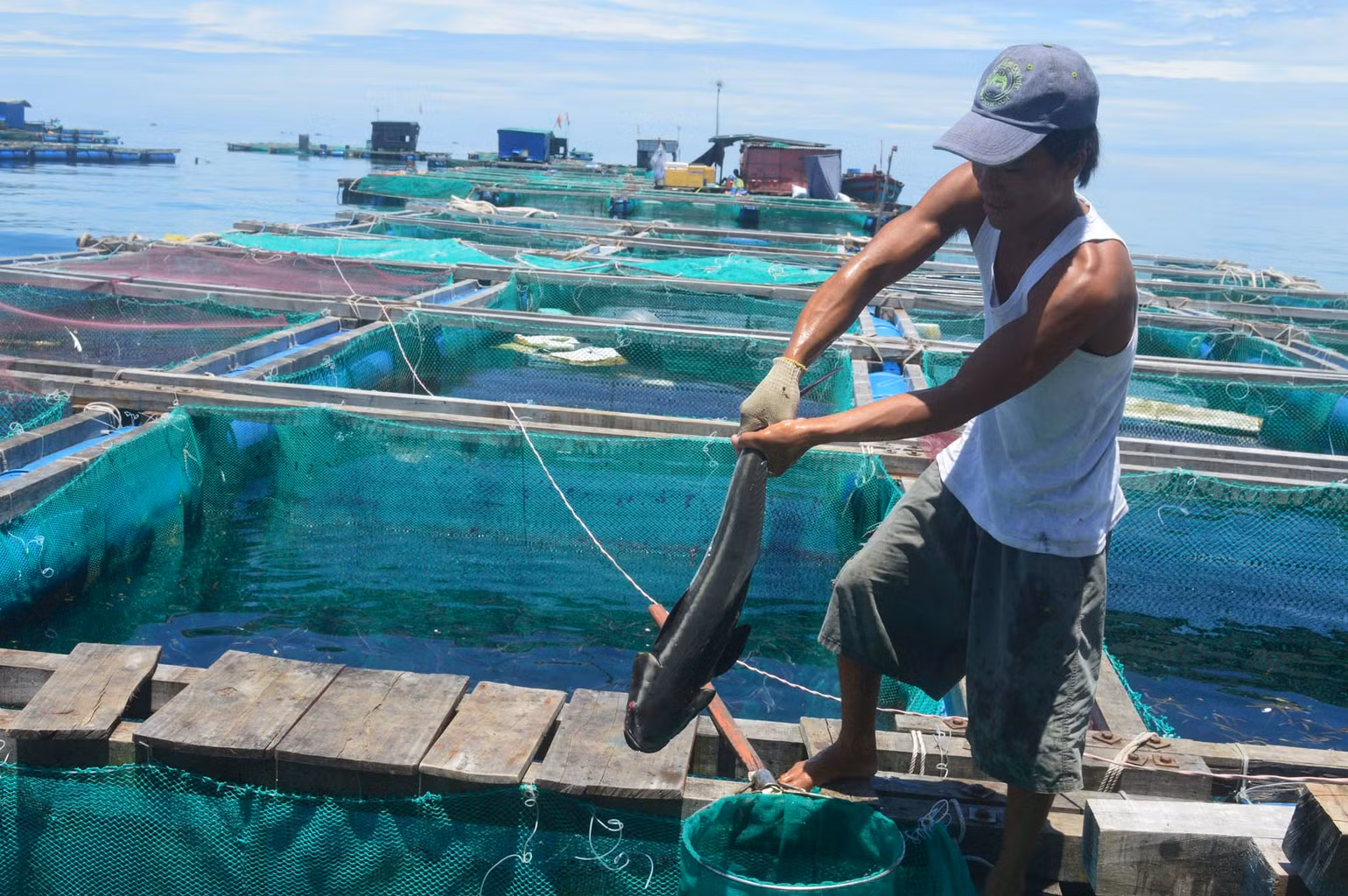 Nuôi cá bớp trong lồng bè ven bờ biển đảo Lý Sơn.