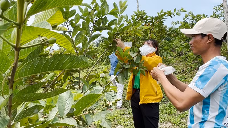 Với ý chí nỗ lực vươn lên và áp dụng tiến bộ khoa học kỹ thuật vào sản xuất giúp đồng bào miền núi Quảng Ngãi vươn lên thoát nghèo, nâng cao đời sống. Với ý chí nỗ lực vươn lên và áp dụng tiến bộ khoa học kỹ thuật vào sản xuất giúp đồng bào miền núi Quảng Ngãi vươn lên thoát nghèo, nâng cao đời sống.
