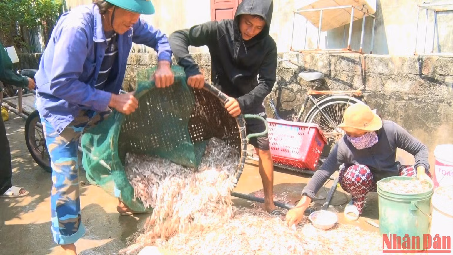 Được mùa cá cơm nên làng biển Quảng Xuân vui hơn.