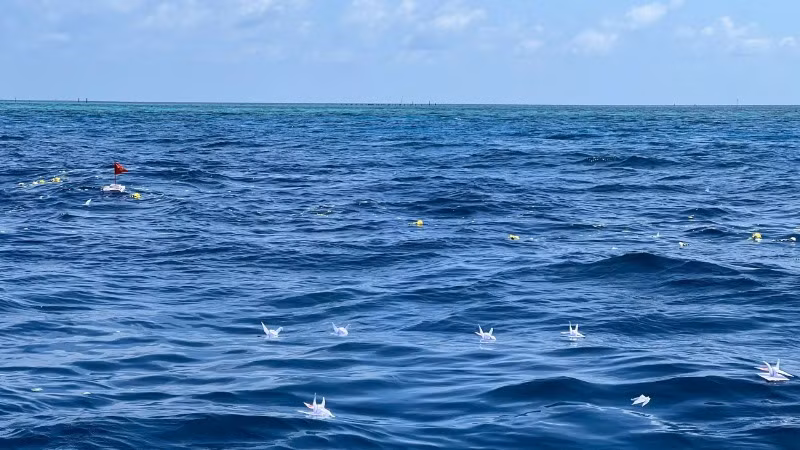 Những cánh hạc giấy đã về lại biển khơi. Những cánh hạc giấy đã về lại biển khơi.