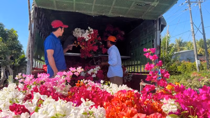 Thương lái chuyển hoa giấy lên xe tải để chở đến các chợ Tết tiêu thụ. Thương lái chuyển hoa giấy lên xe tải để chở đến các chợ Tết tiêu thụ.