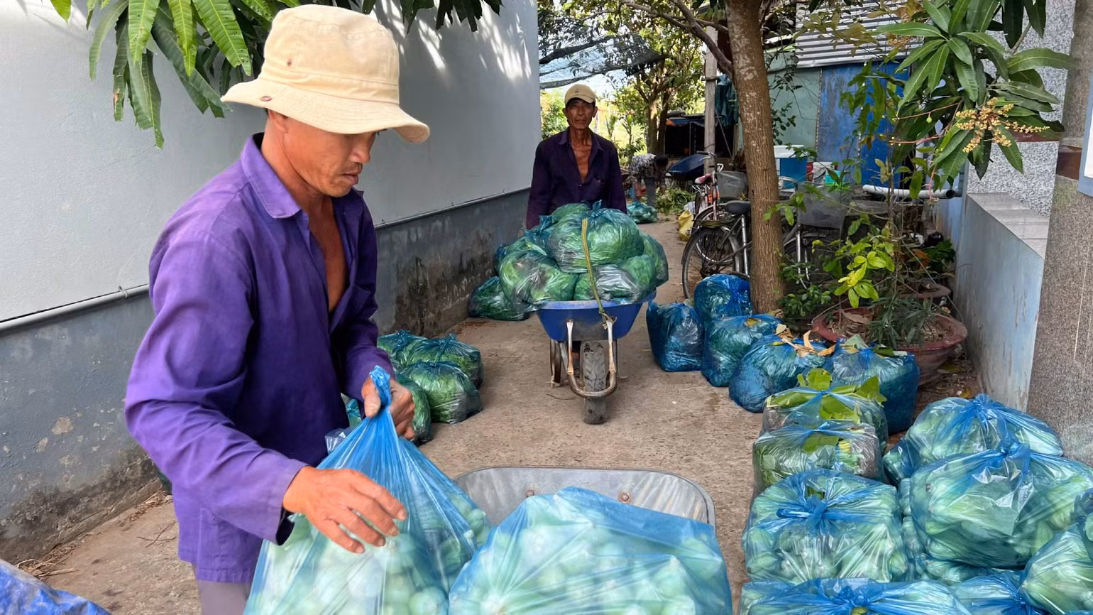 Nông dân xã Tân Thủy (huyện Ba Tri, tỉnh Bến Tre) chuyển rau ra điểm tập kết để Hội Nông dân kết nối các đơn vị tiêu thụ giúp. (Ảnh: HOÀNG TRUNG)