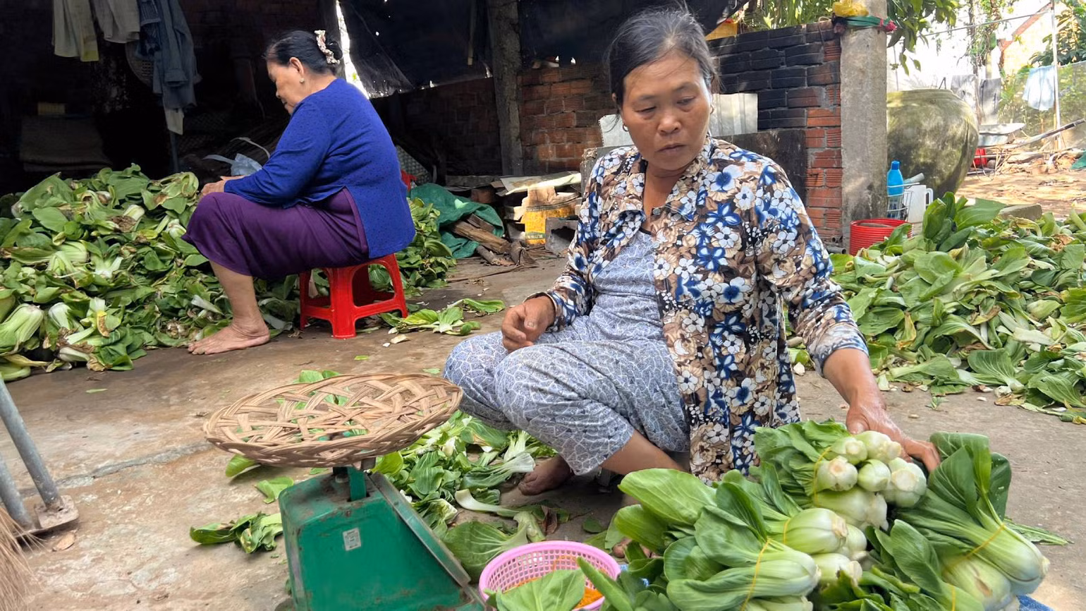 Gia đình bà Nguyễn Thị Yến được tiêu thụ giúp gần 500 kg rau cải thìa. (Ảnh: HOÀNG TRUNG)