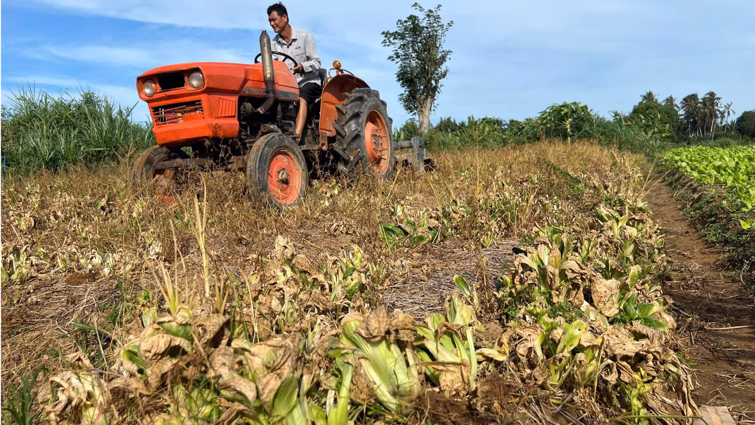 Ruộng rau cải thìa của gia đình ông Nguyễn Văn Đạt chết khô ngoài đồng vì không tiêu thụ được. (Ảnh: HOÀNG TRUNG)