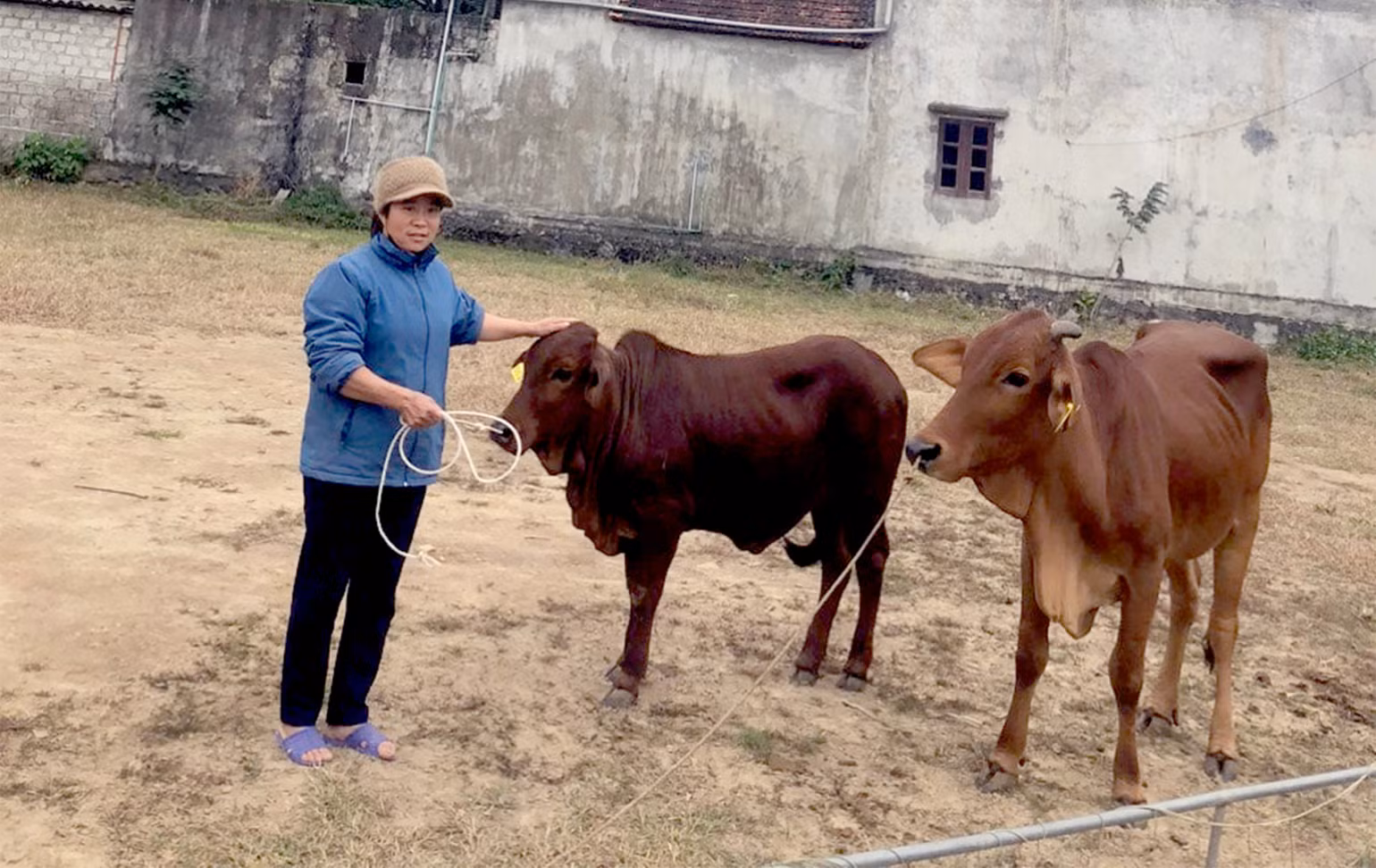 Gia đình ông Ma Văn Tuân, dân tộc Tày (thôn Đồng Chùa, xã Hợp Hòa) được hỗ trợ cặp bò sinh sản khỏe mạnh. Gia đình ông Ma Văn Tuân, dân tộc Tày (thôn Đồng Chùa, xã Hợp Hòa) được hỗ trợ cặp bò sinh sản khỏe mạnh.