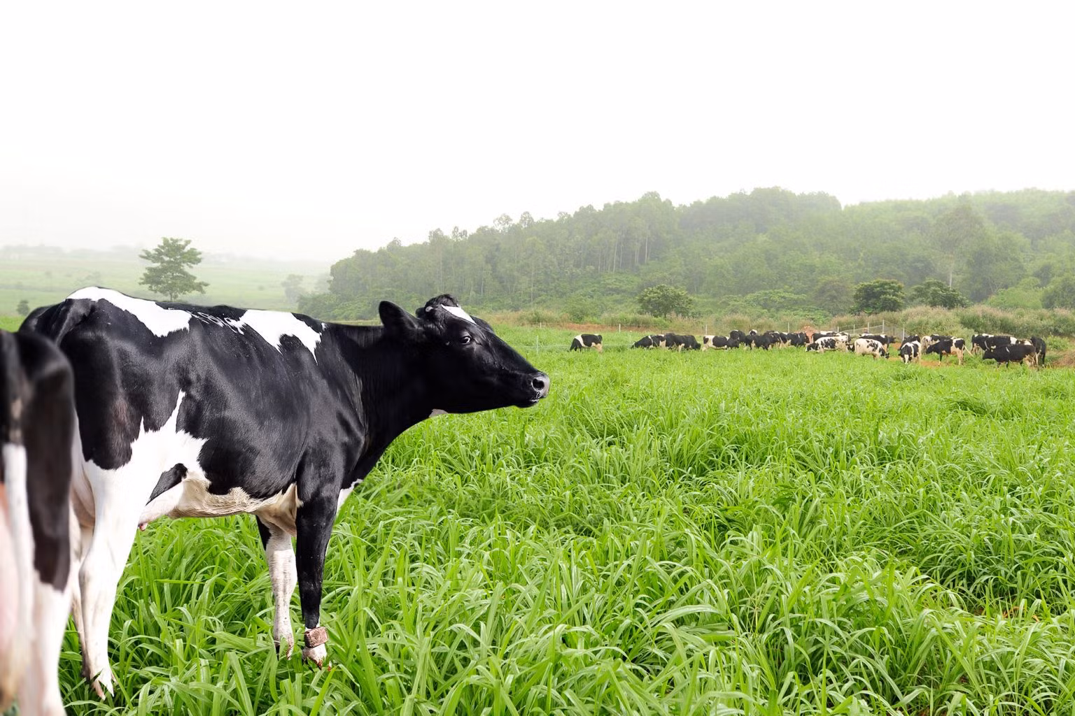 Trang trại bò sữa của Tập đoàn TH True milk được đầu tư theo mô hình kinh tế xanh... Trang trại bò sữa của Tập đoàn TH True milk được đầu tư theo mô hình kinh tế xanh...
